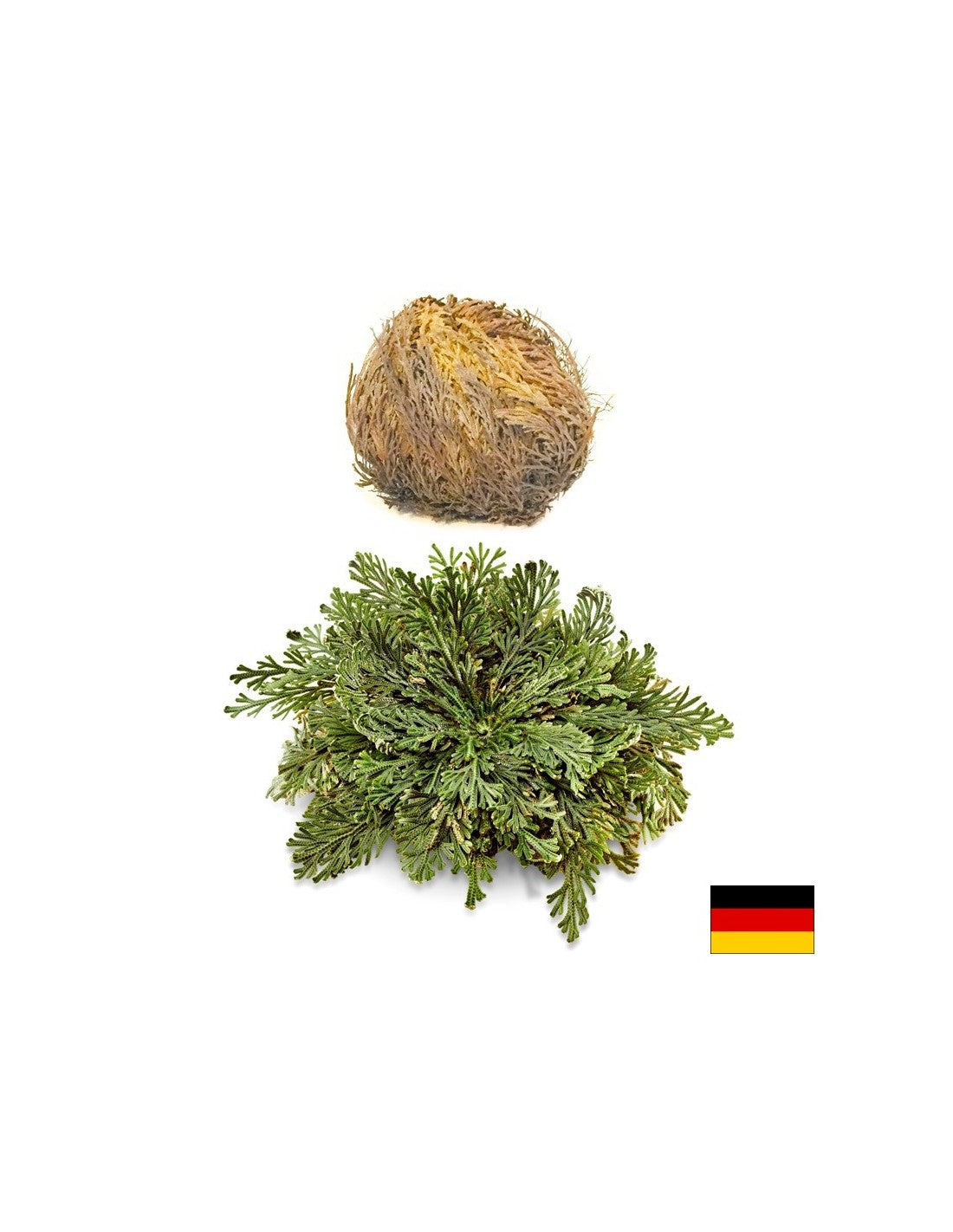 Роза от Йерихон, 1 бр х 100 g