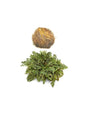Rose of Jericho, 1 pc x 100 g - Nutra Best Europe